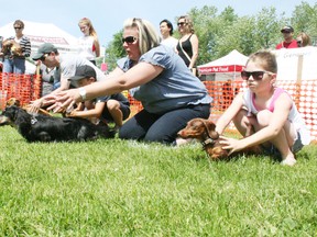 Participants prepare to let their dogs loose in the dachshund races at last year's Wienerfest Home County Festival in Embro. (JOHN TAPLEY/INGERSOLL TIMES File Photo)
