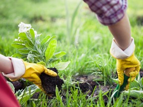 A garden grows out of a love for plants so take the time and stop to smell the flowers and feel the soil between your fingers.