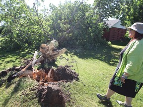 Sandhurst Shores resident Judith Popiel looks over a tree that was pulled up by its roots in a neighbour's backyard on Monday night during a violent storm that caused damage to the community. (Meghan Balogh/Postmedia Network)