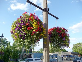 John DeGroot photo
Hanging baskets of annuals present the most challengers to homeowners because there is often too much plant with too little soil. As well, the containers are often too small. Gardening expert John DeGroot suggests moving plants from a smaller basket into a larger basket.