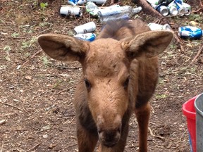 0625 Moose calf