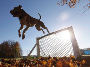 After initially opposing a Winnipeg ban on pit bulls, Sun columnist Doug Lunney changed his tune, but it's not because of the dogs. It's because of the owners. (CANADIAN PRESS FILE)