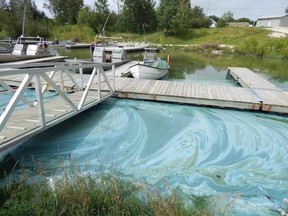 Blue-green algae off of Pine Dock on Lake Winnipeg is shown in this 2014 photo. Environmental experts say combined sewer overflows are direct contributor to the problem. (SUPPLIED PHOTO)