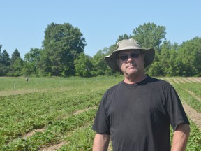 Gene Viaene, owner of Viaene Berry Farm in Strathroy, stands in front of his crops on Saturday, June 25, 2016. Viaene has successfully made the transition from tobacco farmer to growing fruits and vegetables.