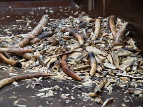 Some of the destroyed illegal ivory by a rock-crusher machinery in Singapore on June 13, 2016. (AFP PHOTO/ROSLAN RAHMAN)