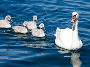 File photo of a swan mother and her babies swimming. (AP Photo/Michael Probst)