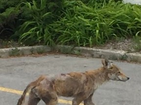 This potentially dangerous coyote, suffering from mange and a brain disease, was spotted recently in the Highland Creek area of northeast Scarborough. (Supplied photo/Toronto Police)