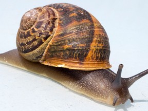 File photo of a snail. (Getty Images)