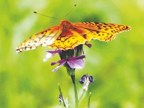 An annual butterfly count