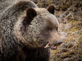A grizzly bear attacked and killed a bicyclist riding in the Flathead National Forest just outside Glacier National Park. (Mike Drew/Postmedia Network)