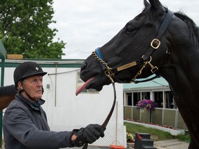 Roger Attfield plays with his Queen’s Plate contender Shakhimat. The trainer is going for a record-setting ninth Plate win. (Michael Burns/photo)