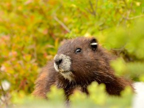 A marmot is shown in a recent handout photo on Vancouver Island. Experts monitoring the critically endangered Vancouver Island marmot say three dozen of the animals have died over the winter in the central island region of Strathcona. (THE CANADIAN PRESS/HO-Mike Lester)