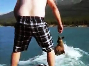 A screenshot of the video shows a shirtless man prepare to jump on the moose as the watercraft nears the animal. (YouTube)
