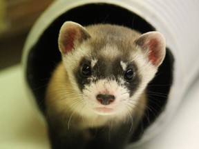 One of the Toronto Zoo's baby ferrets. (K.WRIGHT, Toronto Zoo)