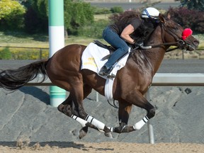 Narrow Escape, breezing earlier in the week in preparation for the Queen’s Plate today, will be ridden by Sheena Ryan, her first mount in the Canadian classic. (MICHAEL BURNS/PHOTO)