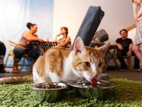A cat drinks some water while visitors drink coffee at the Edmonton Pop-Up Cat Cafe at Latitude 53 in Edmonton, on Sunday, July 3, 2016. Visitors spent time with cats and kittens from Zoe�s Animal Rescue Society while savouring coffee served by Iconoclast Coffee at the downtown art gallery. Ian Kucerak / Postmedia (For Edmonton Journal story by Emma Graney)