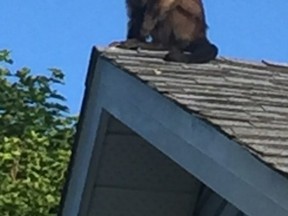 A Twitter photo of Mango, the escaped monkey in Innisfil.