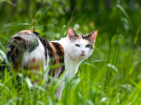 outdoor cat