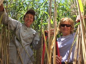 Wetland ecologist Janice Gilbert, left, and Nancy Vidler, founders of the Lambton Shores Phragmites Working Group, are dwarfed by a stand of the invasive plant in a wetland near Port Franks. (DEBORA VAN BRENK, The London Free Press)