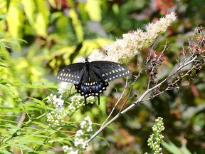 A black swallowtail butterfly rests on a plant in the Douglas Street property owned by Nick Glenn, one of the stops on the 2016 Stratford Horticultural Society's Garden Tour held Sunday. STEVE RICE/ The Beacon Herald