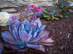 Succulent plants come in wide variety of sizes and foliage colours and can survive dry conditions with lots of sun and very little water.