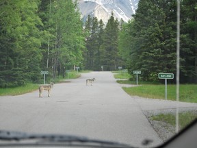 Two grey wolves from the Bow Valley wolf pack at Tunnel Mountain Trailer Court in the morning on June 2, 2016 in Banff, Alta. Photo credit: Simon Ham/Parks Canada