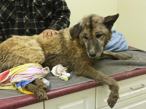 Koda, shown in this handout image, is one lucky dog. He was missing for 13 days and found in a culvert. (THE CANADIAN PRESS/HO - Natalie Gingras)