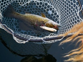 A smallmouth bass caught on a Super Spook topwater lure. (Supplied photo)