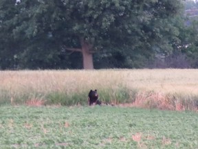 Kim Racher and her children spotted a black bear in late June on Marthaville Side Road in Enniskillen Township, and took photos of it with their cellphones. It was the second bear sighting that month in Lambton County. On Tuesday, another bear sighting was reported in St. Clair Township, north of Wallaceburg. It's unclear if it's the same bear. (Handout/Sarnia Observer/Postmedia Network)