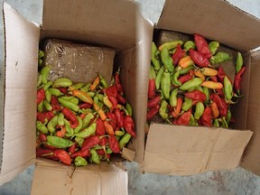 Hot peppers in a box seized at Pearson airport containing suspected cocaine packages (Canadian Border Services Agency handout photo)