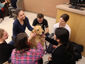 Students who feel simply overwhelmed or anxious can generally benefit from initiatives like therapy animals, nap rooms and meditation drop-ins during exams. But petting puppies isn’t enough for students suffering from a serious mental illness.