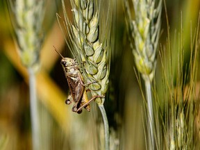 A grasshopper sits on a stalk of dry bearded wheat on a farm along Range Road 272 in Parkland County, Alta., on Tuesday July 14, 2015. IAN KUCERAK / Postmedia Network