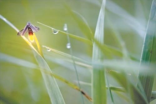 The World Outdoors: Fireflies light up summer nights