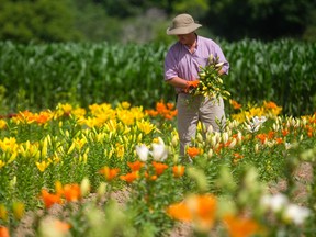Paul Mailloux, of the Flower Lady, cuts lilies for sale at the south London location on Thursday. Mailloux said the dry weather hurts because the plants ?rely on mother nature for water. We?re not set up for irrigation . . .  This drought is getting to be on par with the worst, and it?s so early in the season.? (MIKE HENSEN, The London Free Press)