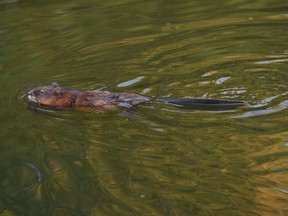 Beavers have been busy in a New Sudbury neighbourhood, to the dismay of some residents who feel their dam building has created breeding ponds for mosquitoes. (Postmedia Network)