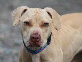 An 18-month-old pit bull puppy is pictured in this undated handout file photo. (THE CANADIAN PRESS FILES/HO, Nova Scotia SPCA)