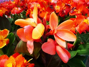 Cannas lilies are bright and bold and will grow in abundance in your garden, writes gardening expert John DeGroot, although their true colours won’t become apparent until the high heat of summer.JOHN DeGROOT/SARNIA OBSERVER/POSTMEDIA NETWORK