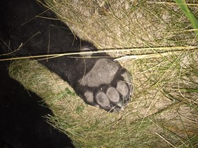 A bear was hit by a car outside of Strathroy early Friday morning. (Photo courtesy of Carlee Stewart)