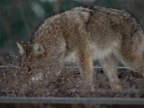 A man in southeast Edmonton says he was left frustrated after animal control refused to remove a dead coyote from his front step.