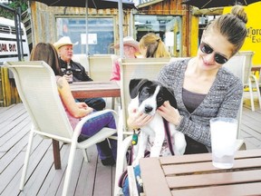 Amber Wyers and her puppy Harley, a three-month-old Border Collie Lab cross, relax on the Ranchman?s Cookhouse patio in Calgary. (Jeff Mclntosh, THE CANADIAN PRESS)