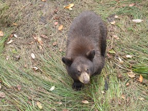 A wee black bear. Photo by Jim Moodie