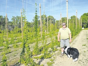 Warren Graham and his dog Odie work in the morning heat at his Alvinston-area hop yard. Graham is possibly Lambton County’s only hop farmer. He has yet to achieve a harvest, as his hops were only planted in 2015. Melissa Schilz/Postmedia Network