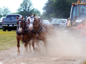 A horse team participates in a pull event. File photo