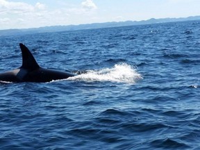 An orca whale is shown near Burgeo off the coast of Newfoundland and Labrador in this Saturday, July 9, 2016 handout photo. A father-daughter fishing trip was interrupted by a brush with danger after the family's boat was encircled by a pack of orcas off the coast of Newfoundland and Labrador. (THE CANADIAN PRESS/HO - Elizabeth Strickland)