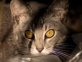 In this Feb. 6, 2013 photo, a feral cat is shown. A county in southern Ontario is looking for help with thousands of stray and feral cats. THE CANADIAN PRESS/AP, J Pat Carter