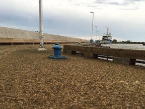 Fish flies have overrun the pier in Gimli. (PHOTO COURTESY SUZANNE BARROW)