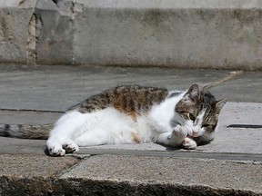 Larry the cat sits lays down 10 Downing St. in London, after Britain's Prime Minister David Cameron left to face prime minister's questions for the last time Wednesday, July 13, 2016. (AP Photo/Frank Augstein)