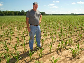 Doug Skinner of Poplar Hill shows off his sweet corn crop, planted June 21 for harvest in September. Skinner is worried by the province’s talk of eliminating the negotiating powers of the Ontario Processing Vegetable Growers Marketing Board. (MIKE HENSEN, The London Free Press)