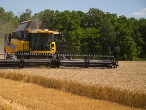 Chris Cowan of Chimo Farms near Melbourne harvests winter wheat south west of London on Wednesday. They were getting 110 bushels of wheat per acre, and number that his father Larry Cowan said, "that's really good." (MIKE HENSEN, The London Free Press)