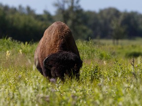 A bison grazes in Elk Island National Park, on Wednesday, July 13, 2016. (Ian Kucerak/Postmedia Network)